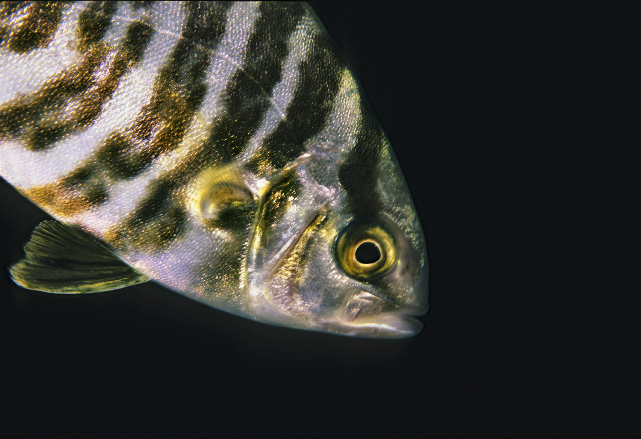 Seriola fasciata